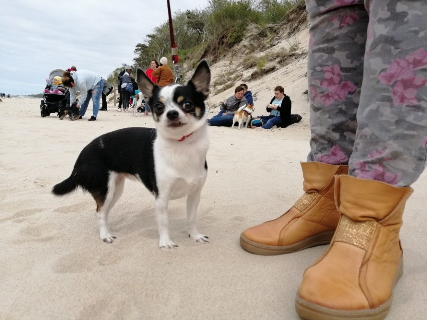 Rekordowe OgOnisko 2019 - szczęśliwe psy i ludzie na plaży