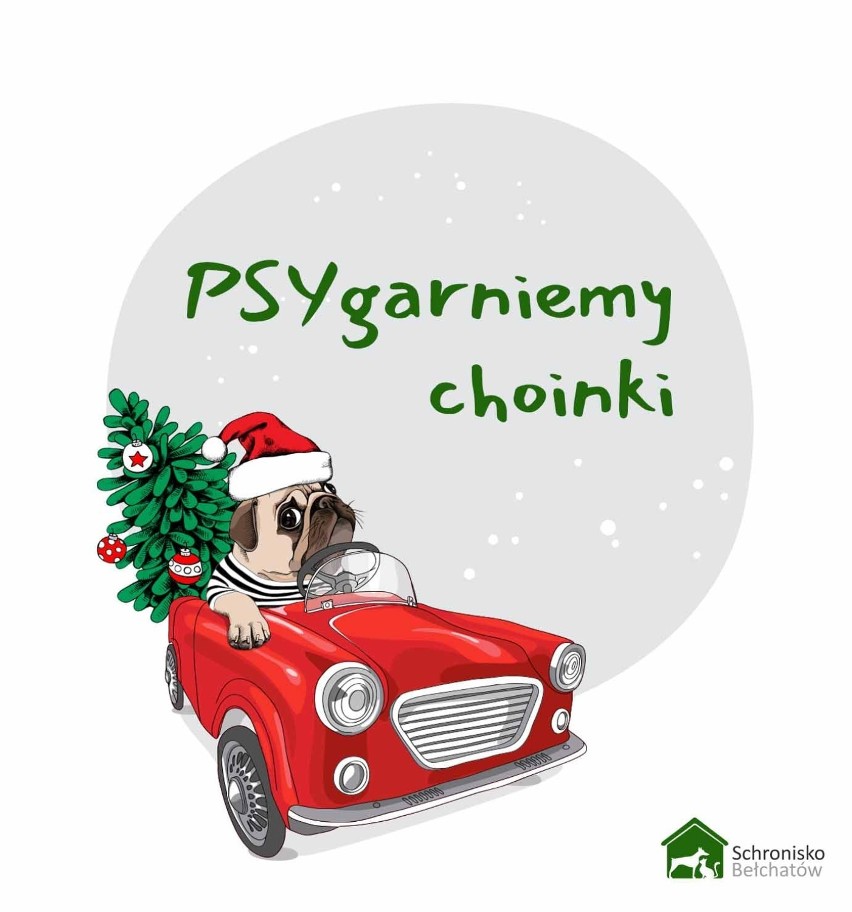 PSYgarniemy choinki, akcja schroniska dla zwierząt w...