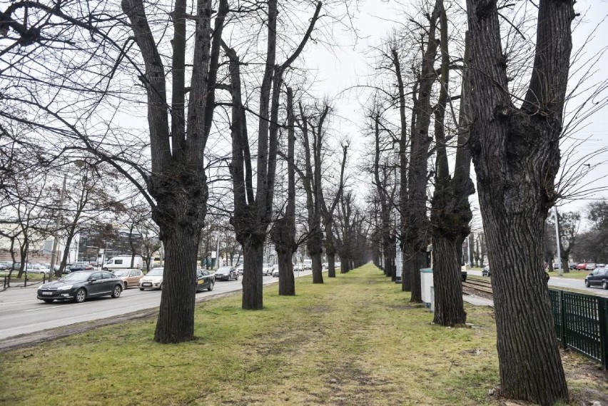 RDOŚ przyznaje, że wycinka Alei Lipowej była bez zezwolenia 