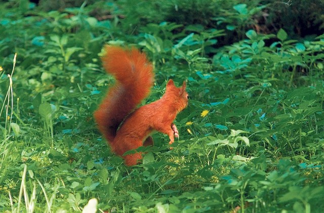 Wiewiórka została zauważona w pabianickim parku Wolności.
