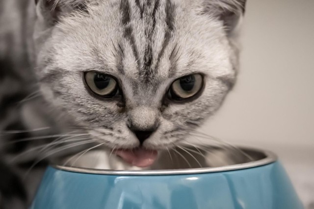 Każdy właściciel kota chce, by jego pupil cieszył się zdrowiem i żył długo. Niestety, często zdarza się tak, że koty chorują i cierpią wskutek złej diety. Właściciele, przekonani, że robią dobrze, podsuwają im produkty żywnościowe, ale niestety wyrządzają tym krzywdę zwierzęciu.

To, co służy ludziom i nie szkodzi naszemu zdrowiu, może źle wpływać na funkcjonowanie kociego organizmu. Produkty żywnościowe, owoce, warzywa, które na nasz organizm działają prozdrowotnie, mogą szkodzić kotom, wywoływać u nich alergie i dolegliwości ze strony układu pokarmowego, oddechowego czy naczyniowo-krążeniowego. Co gorsza, niektóre produkty mogą bardzo poważnie zaszkodzić kociemu zdrowiu, a nawet spowodować jego śmierć. 

Sprawdź, czego nie podawać kotu i jak to może mu zaszkodzić. Nie popełniaj tych błędów żywieniowych!: ►►►