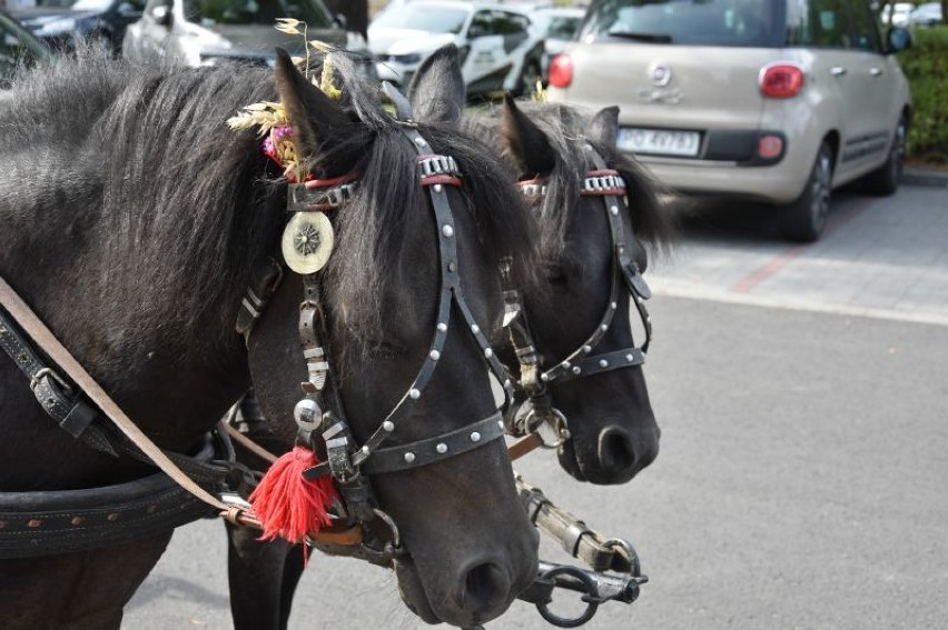 Dożynki 2019: W Mechlinie i Manieczkach będą dziękować za plony