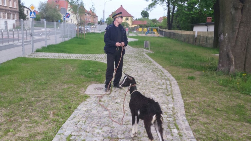 Koza uciekinierka została złapana przez strażników przy ul....