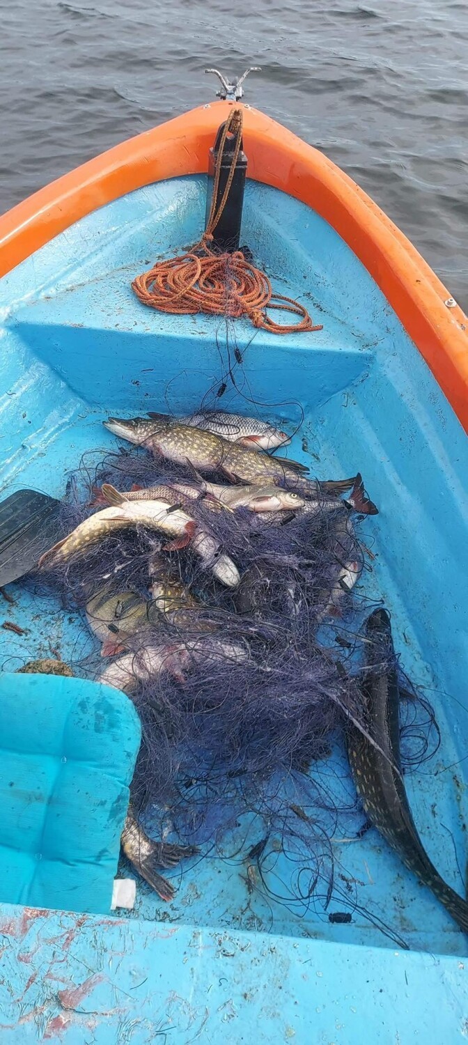 Gmina Gniezno. Kłusownicy na Jeziorze Wierzbiczany? Znaleziono martwe ryby w sieci!