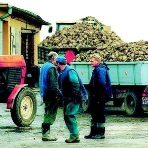 Za buraki dostarczone w ubiegłym sezonie niektórzy plantatorzy dostali pieniądze dobiero na Wielkanoc.
Fot. archiwum