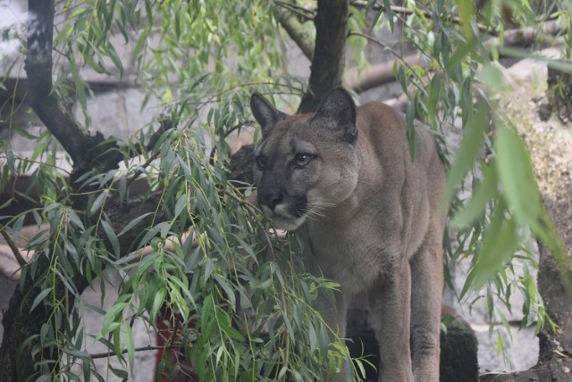 Puma Nubia mieszka w Śląskim Ogrodzie Zoologicznym w Chorzowie