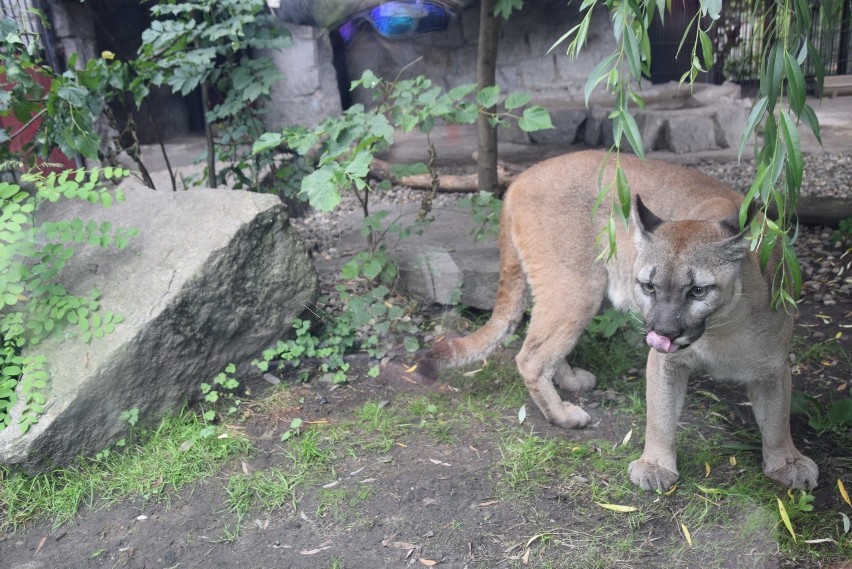 Puma Nubia mieszka w Śląskim Ogrodzie Zoologicznym w...