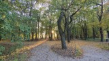 Park Zielona w Dąbrowie Górniczej poleca się na jesienne spacery. Dęby, jezioro, ptaki, a w pobliżu Pogoria III   
