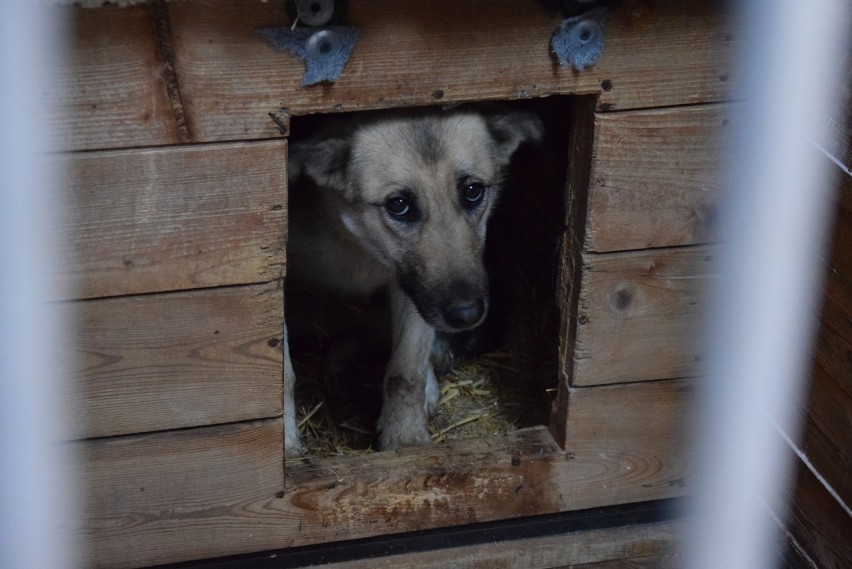 Zima to dla schroniska trudny okres –chłody są bardzo...