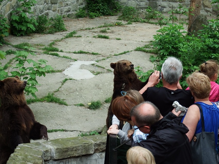 Żółw Franklin i Dzień Pszczoły w zoo ZDJĘCIA