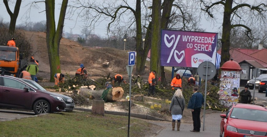 Wycinka drzew w Malborku. Padną kasztanowce, klony i lipy z powodu nowego ronda