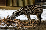 Kraków. U zwierzaków w zoo już zima. Odwiedzać je można codziennie przez cały rok! [ZDJĘCIA]