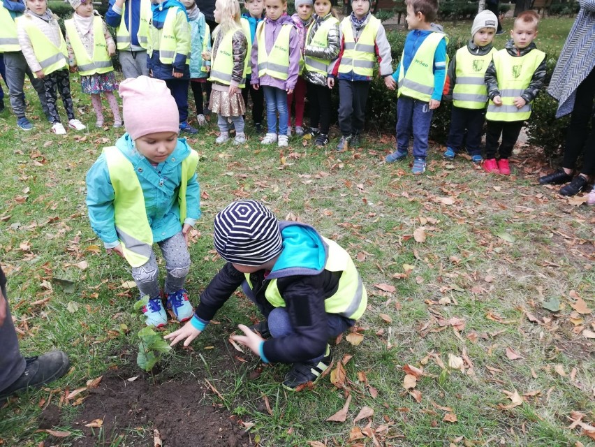 Przedszkolaki z jedynki sadziły drzewka pamięci