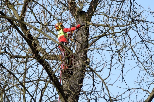 Ostatnie prace przy wycince i prześwietlaniu drzew w parku miejskim w Kielcach.