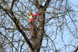 W parku miejskim w Kielcach wycięto tylko tylko część zaplanowanych drzew. Co z pozostałymi, gdzie trafi drewno? [ZDJĘCIA] 