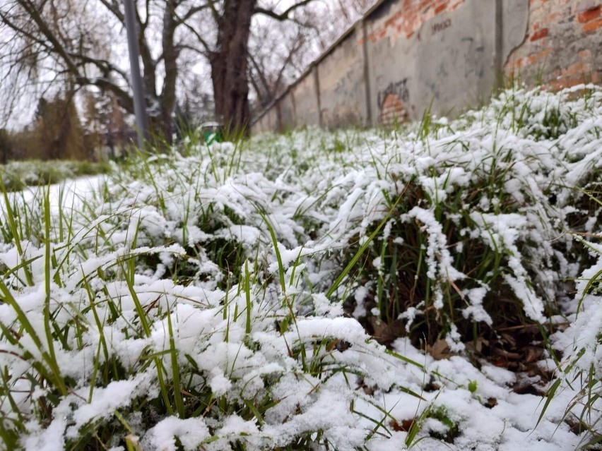 Kościan. Rozstrzygnięcie konkursu "Natura w Twoim mieście"