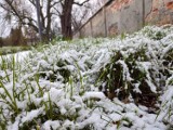 Kościan. Rozstrzygnięcie konkursu "Natura w Twoim mieście" [FOTO]