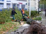 Orkan Ksawery. Wichura w Łodzi i regionie. Wiatr zrywał dachy, łamał drzewa [ZDJĘCIA]