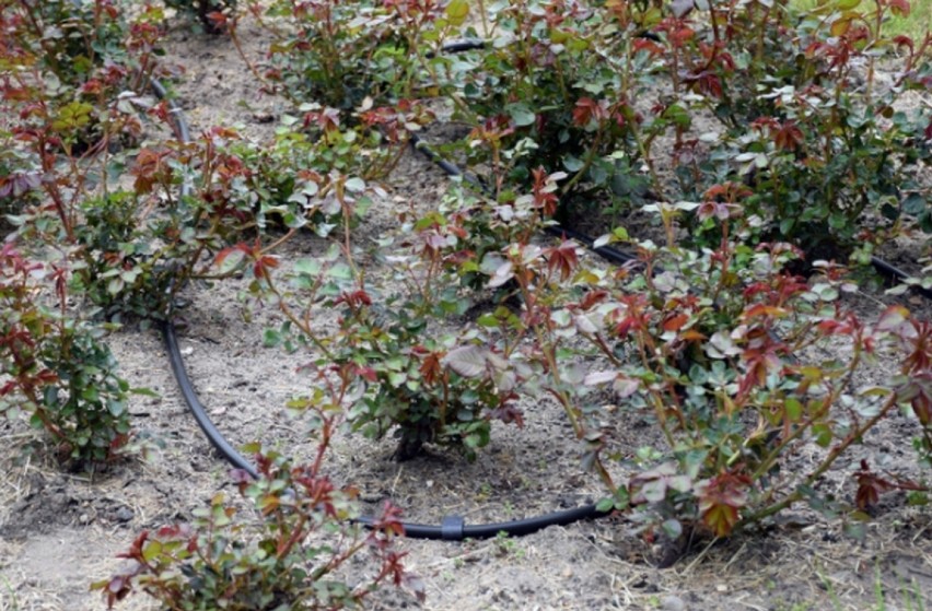  Łaski ogród różany z systemem irygacji. Czy pomoże go nawodnić w czasie suszy?
