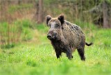 Nowe obwody łowieckie na terenie województwa wielkopolskiego