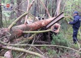 Okrzeja: Wypadek podczas wycinki lasu. Drzewo przygniotło 63-latka