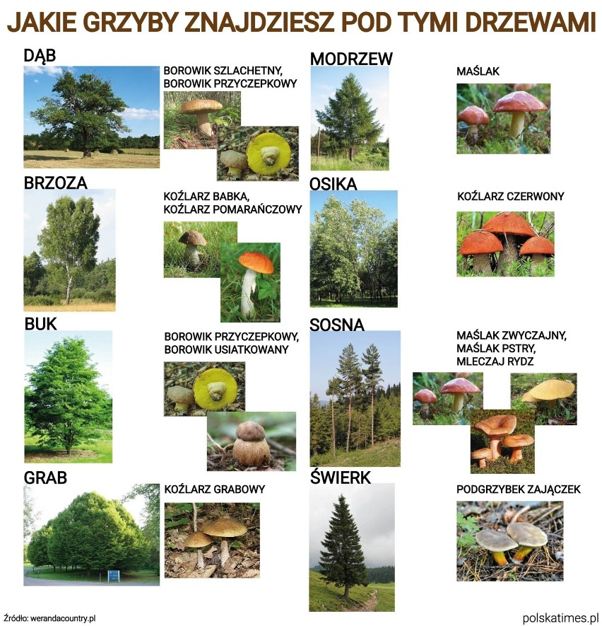 Grzyby to organizmy, które wyrastają z reguły przy danym...