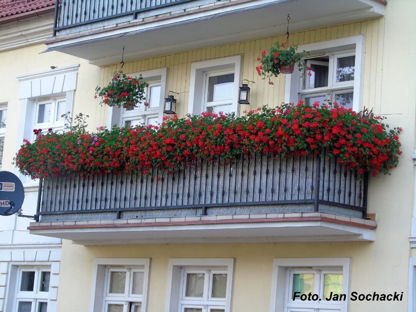 Konińskie wiszące ogrody. Najpiękniejsze balkony znajdziemy na Starówce. Zdjęcia Jana Sochackiego [FOTO]