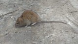 Alarm Czytelników: Szczury zadomowiły się w centrum Świdnika