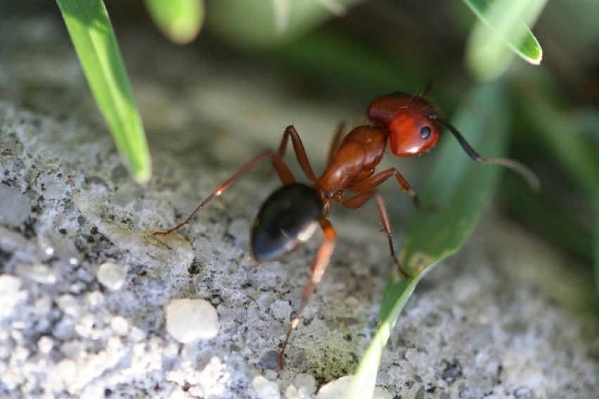 W Afryce zdarzały się sytuacje, w których mrówki naganiaczki...