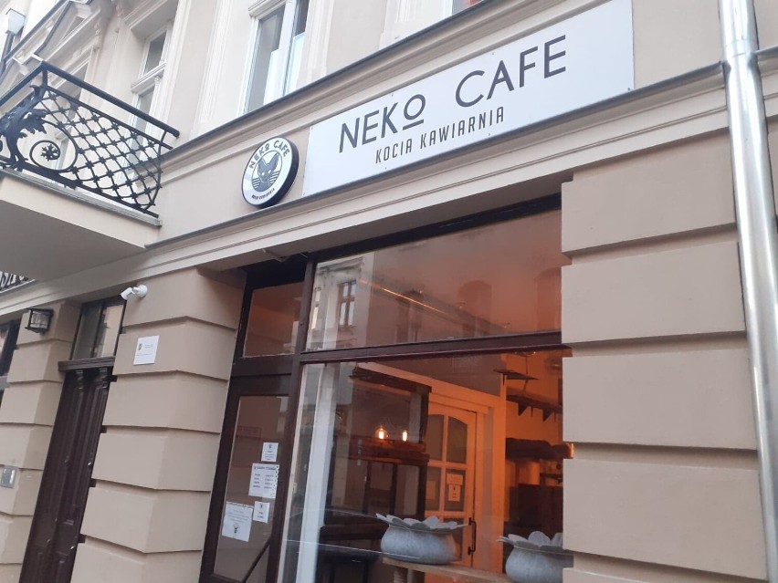 Toruń. Dzieci męczyły koty w kawiarni! Teraz do Neko Cafe wstęp od lat 10