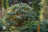 Rogowskie arboretum rozpoczyna sezon. Od 23 kwietnia można je odwiedzać w weekendy