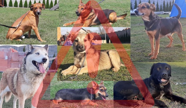 43 psy skazane są na wywiezienie do owianego złą sławą schroniska. Jedyny ratunek, to adopcja. Czas tylko do poniedziałku!