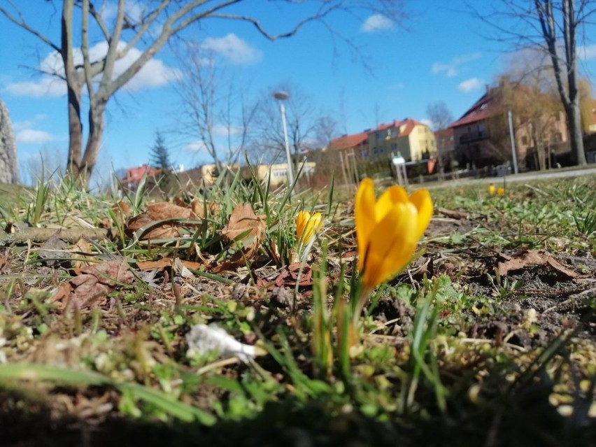 Krokusy już kwitną. Coraz więcej oznak wiosny w centrum Goleniowa