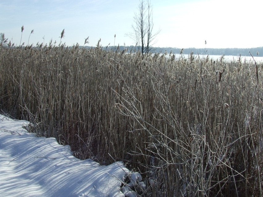 Okuninka: Bobry niszczą wał wokół Jeziora Białego