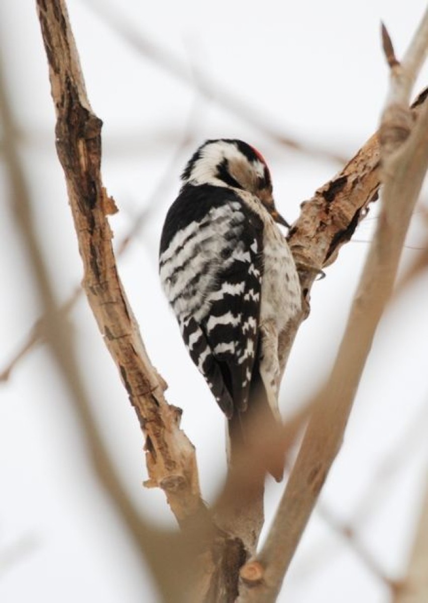 Dzięciołek (Dendrocopos minor)