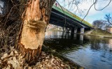 Bobry wyrządzają wiele szkód w Bydgoszczy. Tak wyglądają drzewa nad Brdą [zdjęcia]