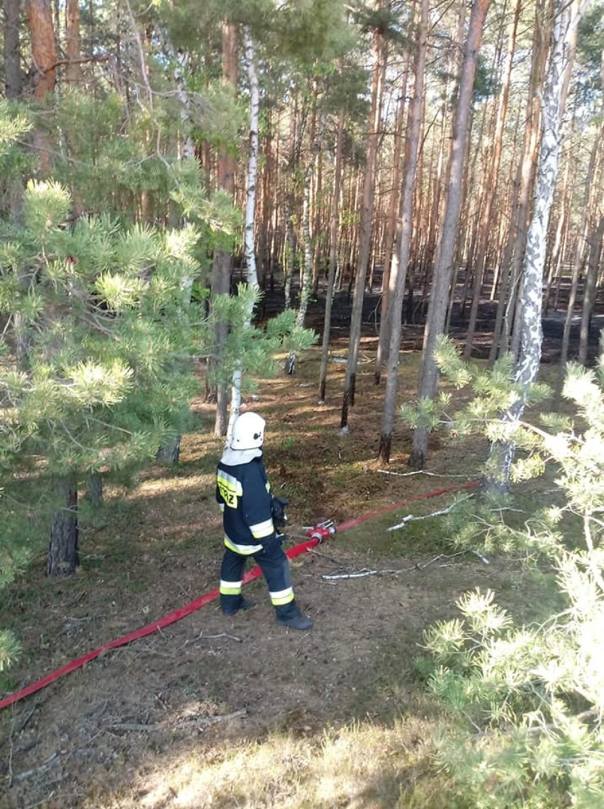Pożar lasu w miejscowości Gizałki-Las
