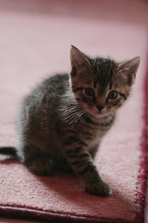 Kot domowy (łac. Felis catus, również Felis silvestris catus lub Felis (silvestris) domesticus) &#8211; udomowiony gatunek małego, mięsożernego ssaka z rzędu drapieżnych z rodziny kotowatych. Przez ludzi ceniony jako zwierzę domowe oraz z powodu jego zdolności do niszczenia szkodników. Koty zostały udomowione około 9500 lat temu. i są obecnie najpopularniejszymi zwierzętami domowymi na świecie. Gatunek prawdopodobnie pochodzi od kota nubijskiego, przy czym w Europie krzyżował się ze żbikiem.

źródło: wikipedia

Koty: niezwykła galeria internautki