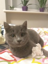 W Chodzieży zaginęła kotka Fiona; właściciele szukają jej