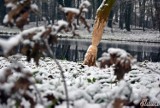 Pierwszy śnieg zobaczyli w środę rano mieszkańcy Sławy i Wschowy. Czy to już zima jesienią?