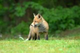 Akcja szczepienia lisów przeciwko wściekliźnie w powiecie krośnieńskim. Uważajcie na spacerze z psem.