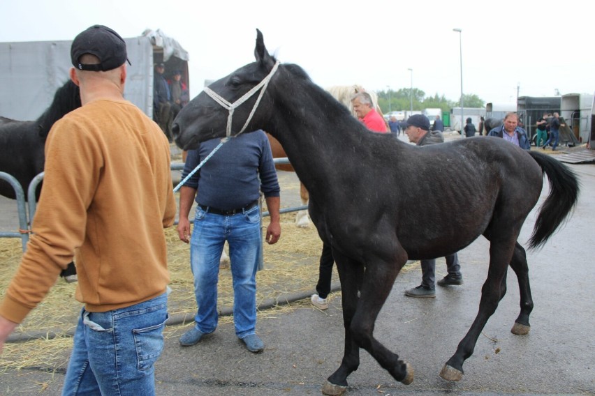 Targi końskie w Pajęcznie 2024. Setki koni i tysiące zwiedzających na placu targowym. Zobaczcie zdjęcia i wideo z wielkiego jarmarku 
