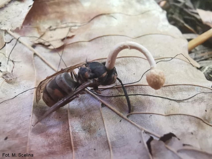 Ten grzyb infekuje, zaraża ofiarę, a na końcu wyrasta w jej...