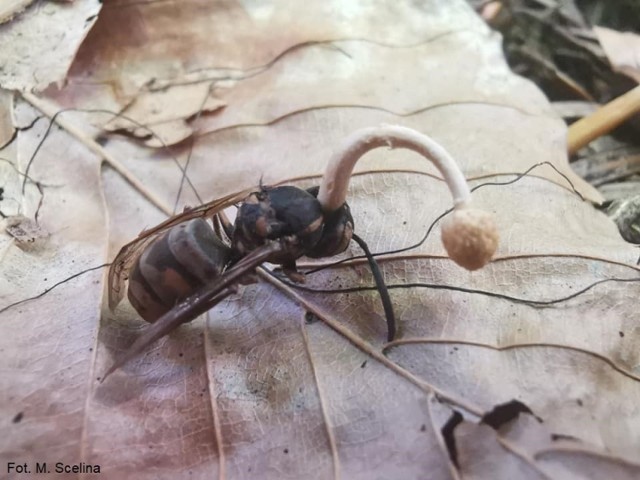 Ten grzyb infekuje, zaraża ofiarę, a na końcu wyrasta w jej ciele.