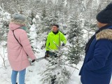 Kup choinkę od leśnika! Nadleśnictwo Radomsko zaprasza na "Choinkobranie". Sprawdź ceny!