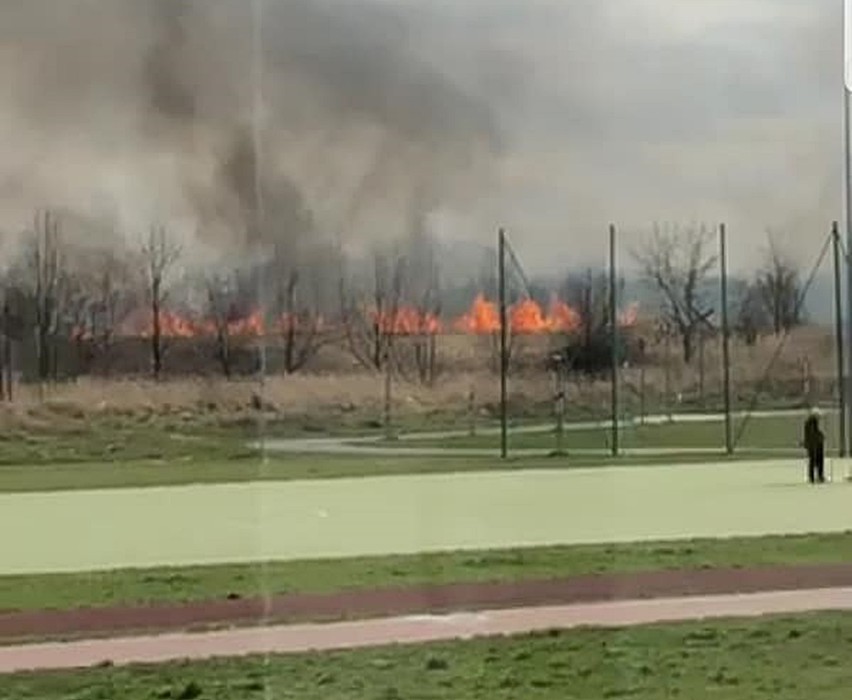 Płonie trawa na osiedlu Pyrzyckim. Straż pojechała gasić 