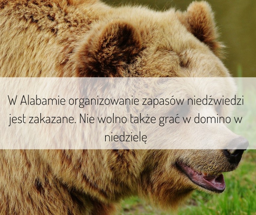 W Alabamie organizowanie zapasów niedźwiedzi jest zakazane....