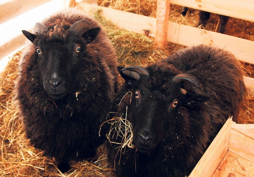 Do szopki przy łódzkiej katedrze przywieziono dwie owce -...