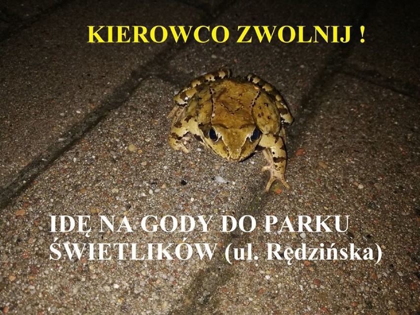 Noga z gazu, żaba idzie na gody! Apel do wrocławskich kierowców: WOLNIEJ NA RĘDZIŃSKIEJ!