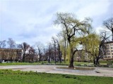 Najsłynniejsza krakowska wierzba jest w złym stanie, może zniknąć z Parku Krakowskiego